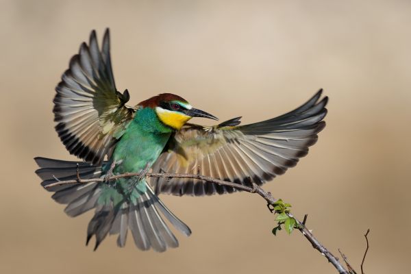 bee-eater_Kalin_Botev.jpg