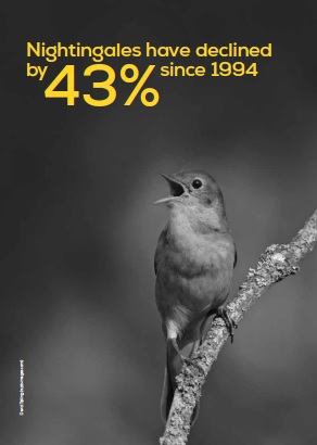 nightingale_SUK_2014.jpg