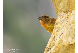 Обикновена кръсточовка, снимка: Йордан Христов http://danbirder.blogspot.com/