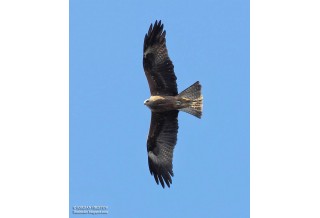 Черна каня, сн. Йордан Христов, http://danbirder.blogspot.com/
