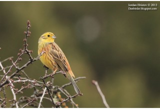 Жълта овесарка, автор: Йордан Христов, Danbirder.blogspot.com
