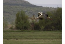 Бял щъркел, снимка: Ралина Боянова