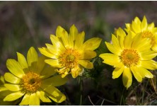 Горицвет (Adonis vernalis), сн. Пламен Димитров, всички права запазени 
