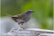Сивогуша завирушка, снимка: Йордан Христов http://danbirder.blogspot.com/