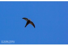 Блед бързолет, снимка: Йордан Христов http://danbirder.blogspot.com/