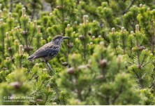 Сокерица, снимка: Йордан Христов http://danbirder.blogspot.com/