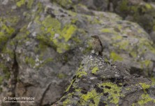 Водна бъбрица, снимка: Йордан Христов http://danbirder.blogspot.com/