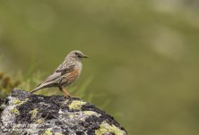 Пъстрогуша завирушка, снимка: Йордан Христов http://danbirder.blogspot.com/