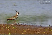 Калугерица, автор: Йордан Христов, Danbirder.blogspot.com