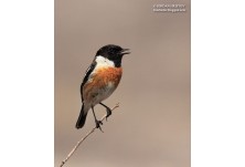 Черногушо ливадарче, автор: Йордан Христов, Danbirder.blogspot.com