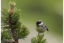 Боров синигер, снимка: Йордан Христов http://danbirder.blogspot.com/
