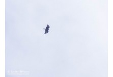 Скален орел, снимка: Йордан Христов http://danbirder.blogspot.com/