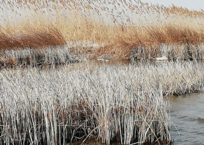 Драстичен спад на водното ниво на Шабленски езерен комплекс