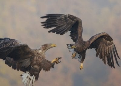 Морски орел стана жертва на бракониери