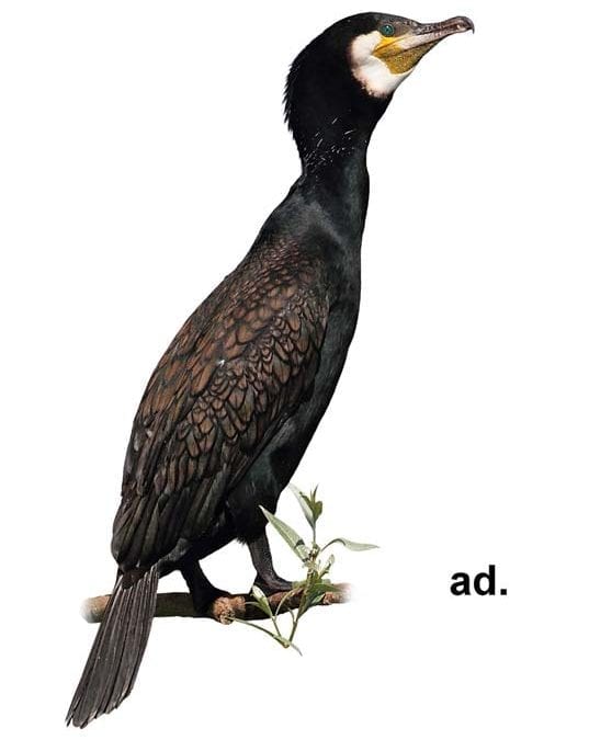 Голям корморан