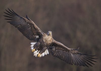 За пръв път от 100 години насам морски орел гнезди по поречието на Марица