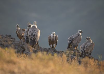 Проект за опазване на белоглавите и черните лешояди в Родопите е номиниран за Европейската награда LIFE