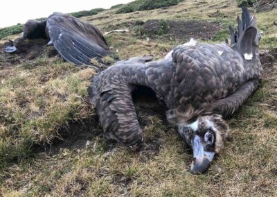 9 vultures killed in Central Balkan National Park