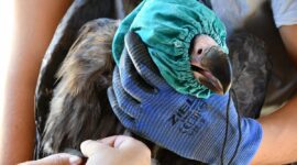 GPS transmitters to track the journey of five more Cinereous Vultures in the Rhodopes 1