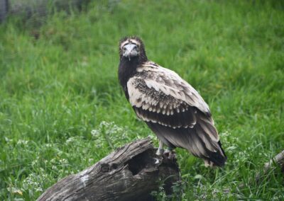 570 километра над открито море: невероятните приключения на един млад египетски лешояд