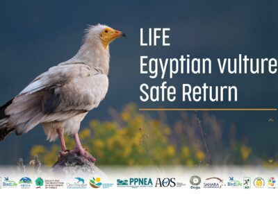 International project to secure a safer flyway and restore the Egyptian Vulture in the Balkans