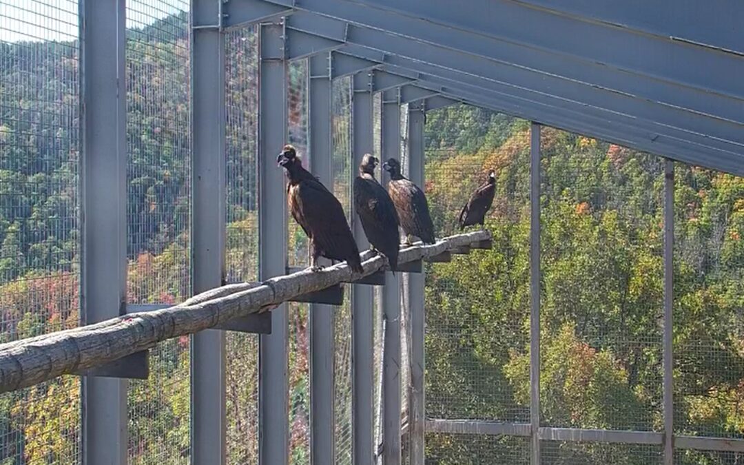A New Group of Cinereous Vultures Takes to the Skies over the Eastern Rhodopes