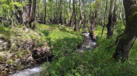 From River to Ridge: A New BSPB Project Supported by the Endangered Landscapes & Seascapes Programme River to Ridge_Riparian forest dominated by Oriental plane along a mountain stream_Veronika Helmberger