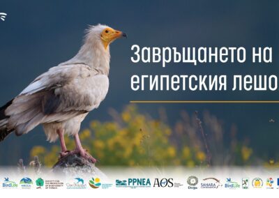 Стартира международен проект за възстановяване на световно застрашения египетски лешояд на Балканите
