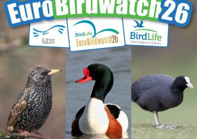 Thousands of People Observed Millions of Migrating Birds Across Europe