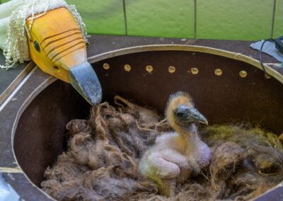 From Gunshot Wounds to New Life: Egyptian Vultures Successfully Breed in Prague