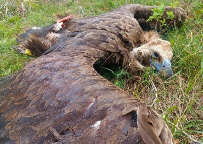 Присъда в Сърбия за отравянето на черен лешояд от България